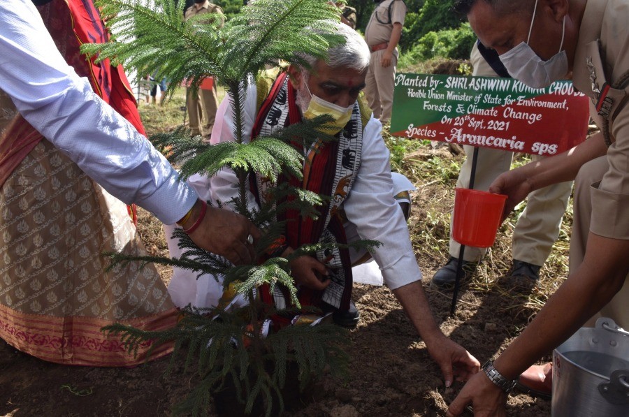 Union Minister Ashwini Kumar Choubey plats a tress during the visit to Piphema Old village on September 20. (DIPR Photo)